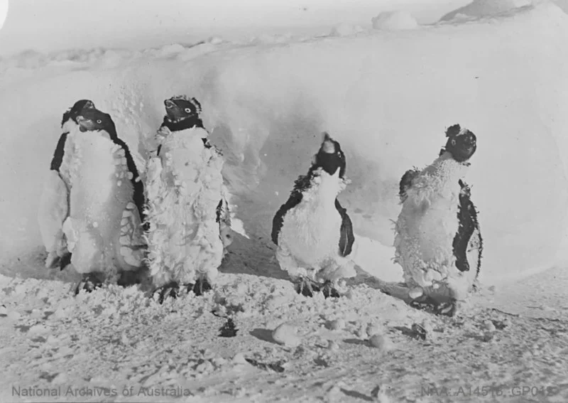 Antarctic penguins