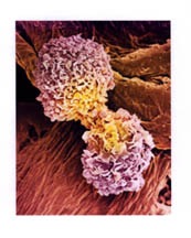 Pic 10. [Fig 7] Fig7