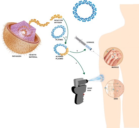 2. _Making_DNA_vaccine