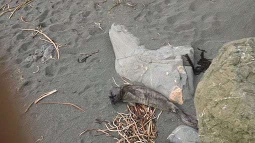 Pacific Coast Watch, Kevin's seal