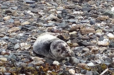 Pic 3. douglassealpup